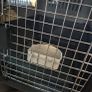 Brand New Dog Crate Image 2