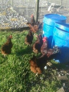 poultry, pullets, Hens,