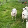Hogget rams Image 5