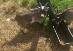 2 Pygmy goats