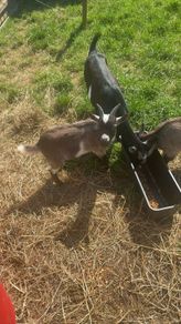 2 Pygmy goats