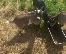 2 Pygmy goats