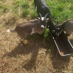 2 Pygmy goats