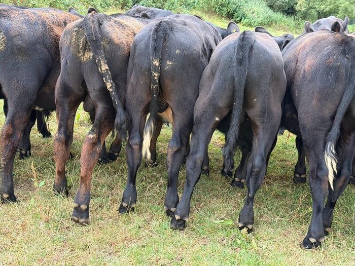 20 Aberdeen Angus Bull Weanlings