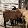 Rouge breeding ewe lambs Image 10