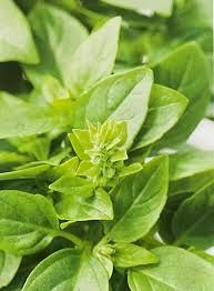 (B) Basil Smaragd seeds 0.5g (210572)