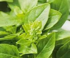 (B) Basil Smaragd seeds 0.5g (210572)