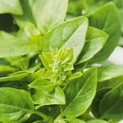 (B) Basil Smaragd seeds 0.5g (210572)
