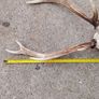 sika antlers Image 7