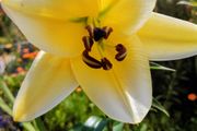 4ft Tall Lilies