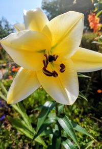 4ft Tall Lilies