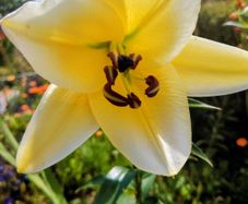 4ft Tall Lilies
