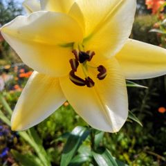 4ft Tall Lilies