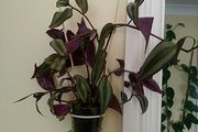 Indoor plant with hanging pot.