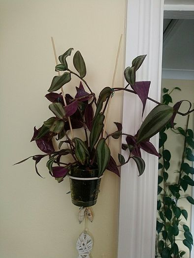 Indoor plant with hanging pot.