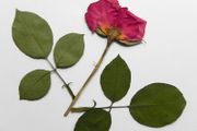 Roses - Pressed Flowers for Crafting: Petals, Leaves, Half Flowers, Full Flower