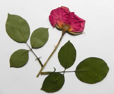 Roses - Pressed Flowers for Crafting: Petals, Leaves, Half Flowers, Full Flower
