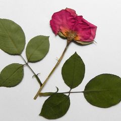 Roses - Pressed Flowers for Crafting: Petals, Leaves, Half Flowers, Full Flower