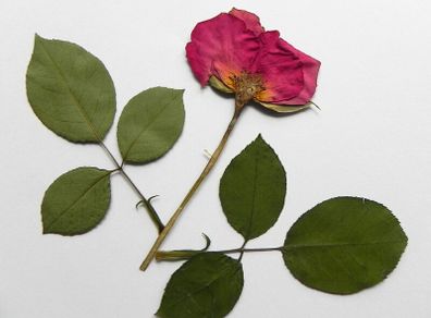 Roses - Pressed Flowers for Crafting: Petals, Leaves, Half Flowers, Full Flower