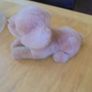 Cuddly Guide Dog Puppy for Sale Image 3