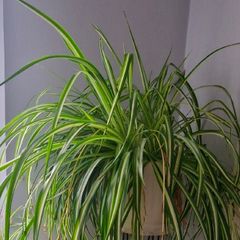 spider plant