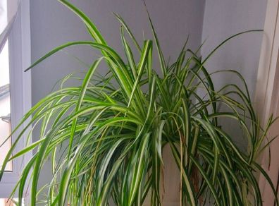 spider plant