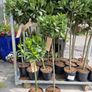 Bay tree Image 7
