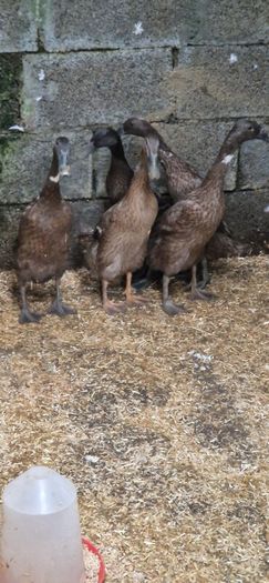 Ducks, Drakes, Ducklings