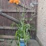 Day Lily /Hemerocallis fulva 'Flore Pleno' plant Image 2