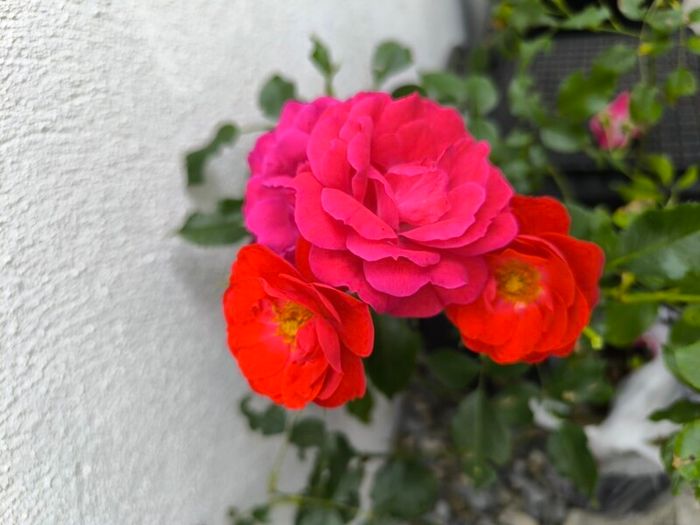 garden plants