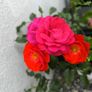 garden plants Image 3