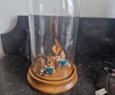 cloche display butterflies