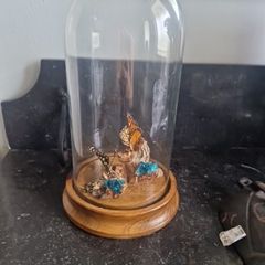 cloche display butterflies