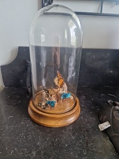 cloche display butterflies