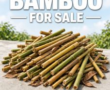 Chopped Bamboo