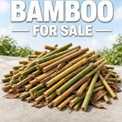 Chopped Bamboo