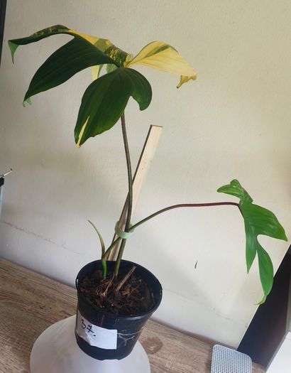 Philodendron Florida Beauty Variegated - Rare Houseplant Collection