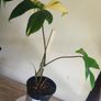 Philodendron Florida Beauty Variegated - Rare Houseplant Collection Image 2