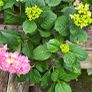 hydrangea Image 2