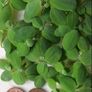 Water lettuce for fish tank/aquarium Image 5