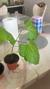 Beans Plant