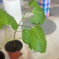 Beans Plant