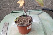 eckium plant1