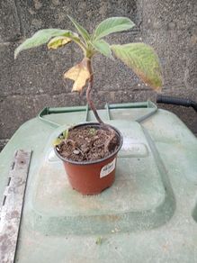 eckium plant1