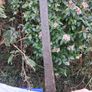 2 X Antique Mid 19th Century Large Copper Pots (Cast Iron Handles) Image 6