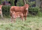 2 first calved limousine heifers with calves