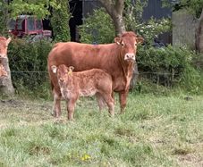 2 first calved limousine heifers with calves