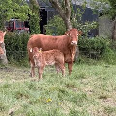 2 first calved limousine heifers with calves