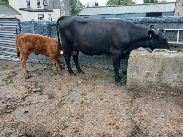 6 AAx first calvers