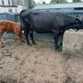 6 AAx first calvers Image 8
